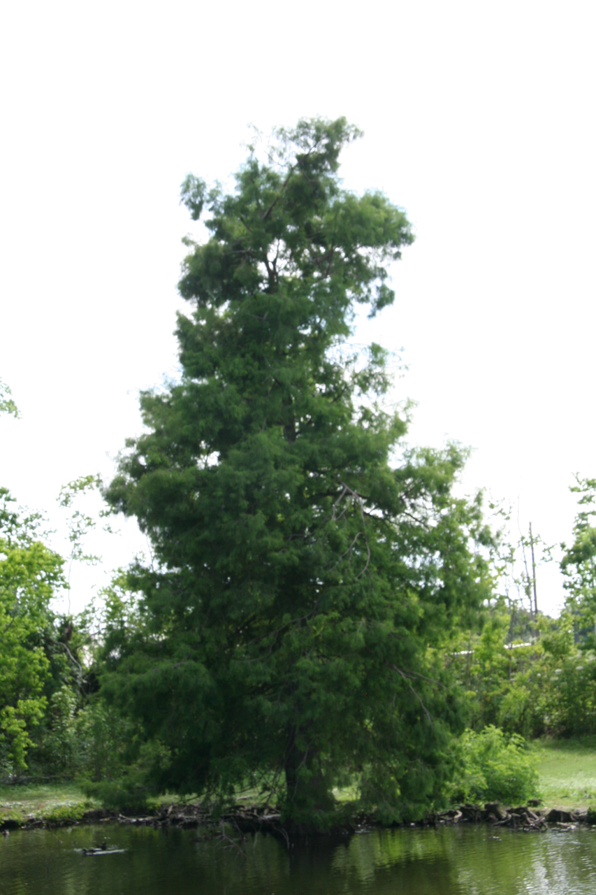 Mächtige Sumpfzypresse am Ufer des Zooteichs/Massive bald cypress on the shore of the zoo pond